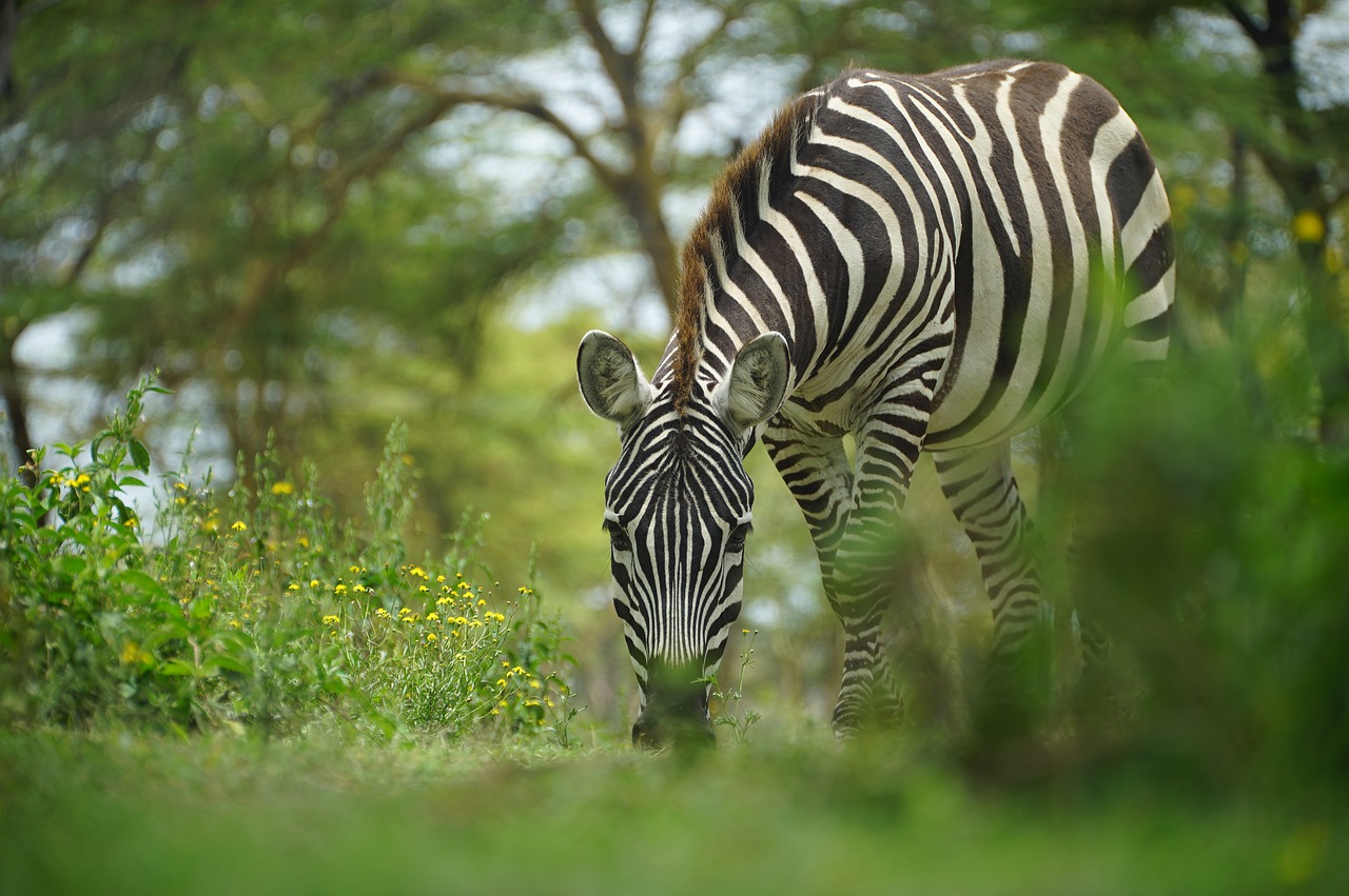 Stress (And Why We Should Be Like the Zebra)